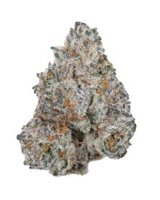 Growers Choice White Truffle Limited Edition 3+1 feminized seeds