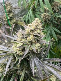 Growers Choice White Truffle Limited Edition 3+1 feminized seeds