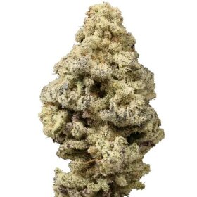 Growers Choice Mac N Cheese Limited Edition 3+1 feminized seeds