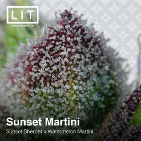 LIT Farms Sunset Martini - 6 feminized seeds