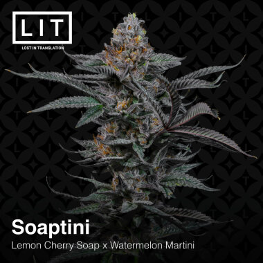 LIT Farms Soaptini - 6 feminisierte Samen