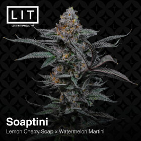 LIT Farms Soaptini - 6 feminized seeds