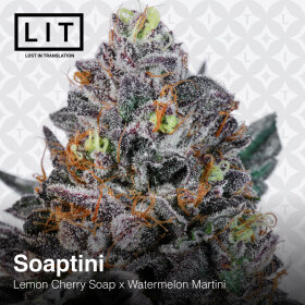 LIT Farms Soaptini - 6 feminized seeds