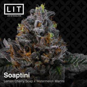 LIT Farms Soaptini - 6 feminisierte Samen