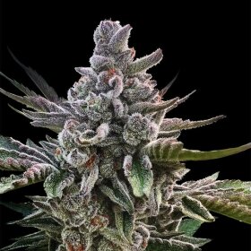 Silent Seeds Açai Jelly by Sherbinskis - 3 feminized seeds