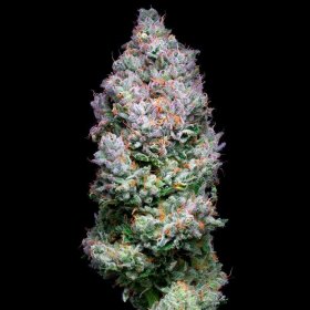 Silent Seeds Açai Jelly by Sherbinskis - 3 feminized seeds