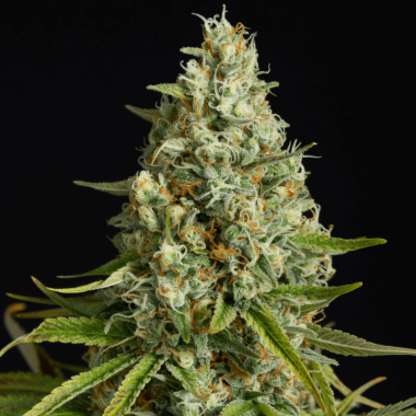 Silent Seeds Amnesia Lemon - 3 feminisierte Samen