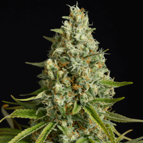 Silent Seeds Amnesia Lemon - 3 feminized seeds