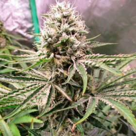 Silent Seeds Amnesia Lemon - 3 feminized seeds