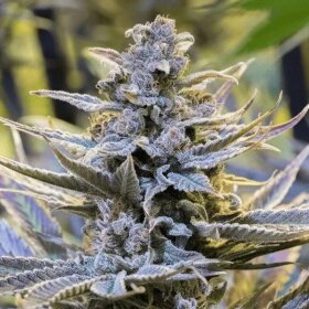 Silent Seeds Cookielato - 3 feminized seeds