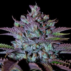 Silent Seeds Cookielato - 3 feminized seeds