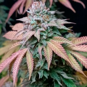 Silent Seeds Gorilla Frost - 3 feminized seeds