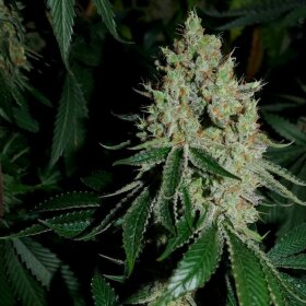 Silent Seeds Gorilla Frost - 3 feminisierte Samen