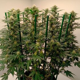 Silent Seeds Gorilla Frost - 3 feminisierte Samen