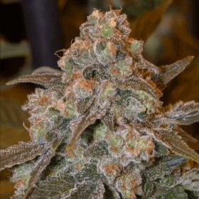 Silent Seeds Gorilla Frost - 3 feminisierte Samen