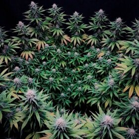 Silent Seeds Gorilla Frost - 3 feminisierte Samen