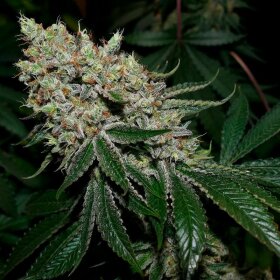 Silent Seeds Gorilla Frost - 3 feminisierte Samen