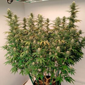 Silent Seeds Gorilla Frost - 3 feminisierte Samen