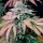 Silent Seeds Gorilla Frost - 3 feminisierte Samen