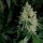 Silent Seeds Gorilla Frost - 3 feminisierte Samen