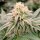 Silent Seeds Gorilla Frost - 3 feminisierte Samen