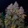 Silent Seeds Gorilla Frost - 3 feminisierte Samen