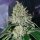 Silent Seeds Gorilla Frost - 3 feminisierte Samen