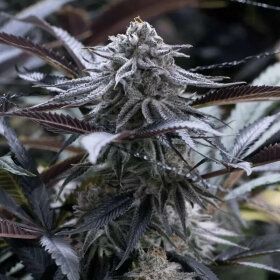 Silent Seeds Grape Juice - 3 feminized seeds