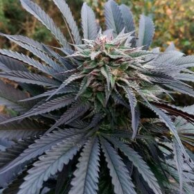 Silent Seeds Grape Juice - 3 feminized seeds