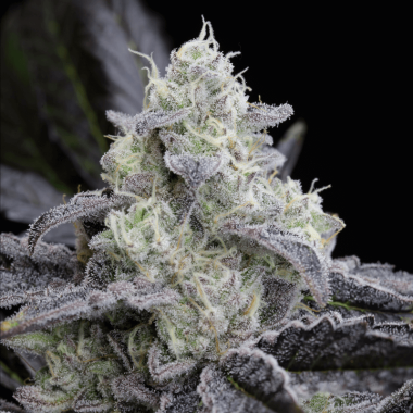 Silent Seeds L.A Vanilla Cake - 3 feminisierte Samen