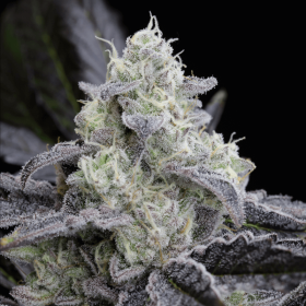 Silent Seeds L.A Vanilla Cake - 3 feminized seeds