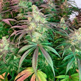 Silent Seeds L.A Vanilla Cake - 3 feminized seeds