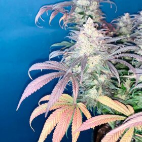 Silent Seeds L.A Vanilla Cake - 3 feminisierte Samen