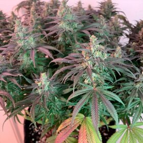 Silent Seeds L.A Vanilla Cake - 3 feminisierte Samen