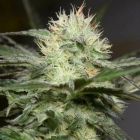 Silent Seeds Lemon Sorbet - 3 feminized seeds