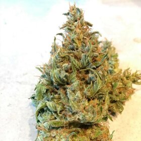 Silent Seeds Lemon Sorbet - 3 feminized seeds