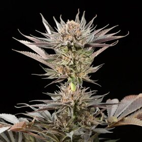 Silent Seeds Lemon Tree 2.0 by Lemon Tree - 3 feminized seeds