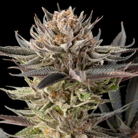 Silent Seeds Lemon Tree 2.0 by Lemon Tree - 3 feminized seeds