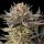 Silent Seeds Lemon Tree 2.0 by Lemon Tree - 3 feminisierte Samen