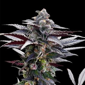 Silent Seeds Pink Sunset by Sherbinskis - 3 feminized seeds