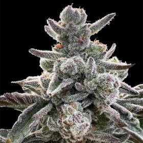 Silent Seeds Polar Gelato by Sherbinskis - 3 feminized seeds