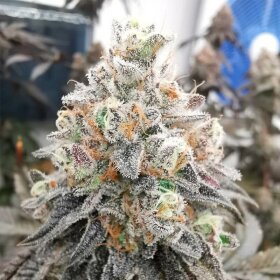 Silent Seeds Polar Gelato by Sherbinskis - 3 feminized seeds