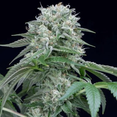 Silent Seeds Starfire OG - 3 feminisierte Samen