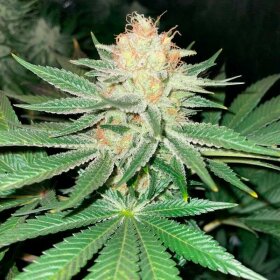 Silent Seeds Starfire OG - 3 feminisierte Samen