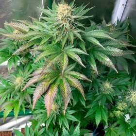 Silent Seeds Starfire OG - 3 feminized seeds