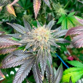 Silent Seeds Starfire OG - 3 feminisierte Samen