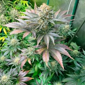 Silent Seeds Starfire OG - 3 feminisierte Samen