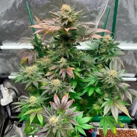 Silent Seeds Starfire OG - 3 feminisierte Samen