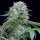 Silent Seeds Starfire OG - 3 feminisierte Samen