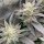 Silent Seeds Starfire OG - 3 feminisierte Samen